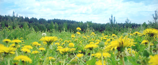 Фото Антона Гриченко summer1